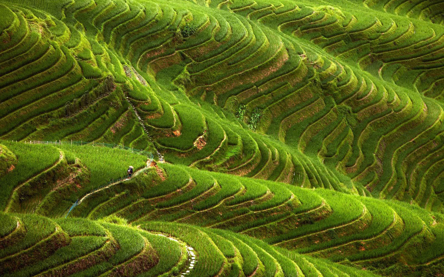 Чайные плантации в горах