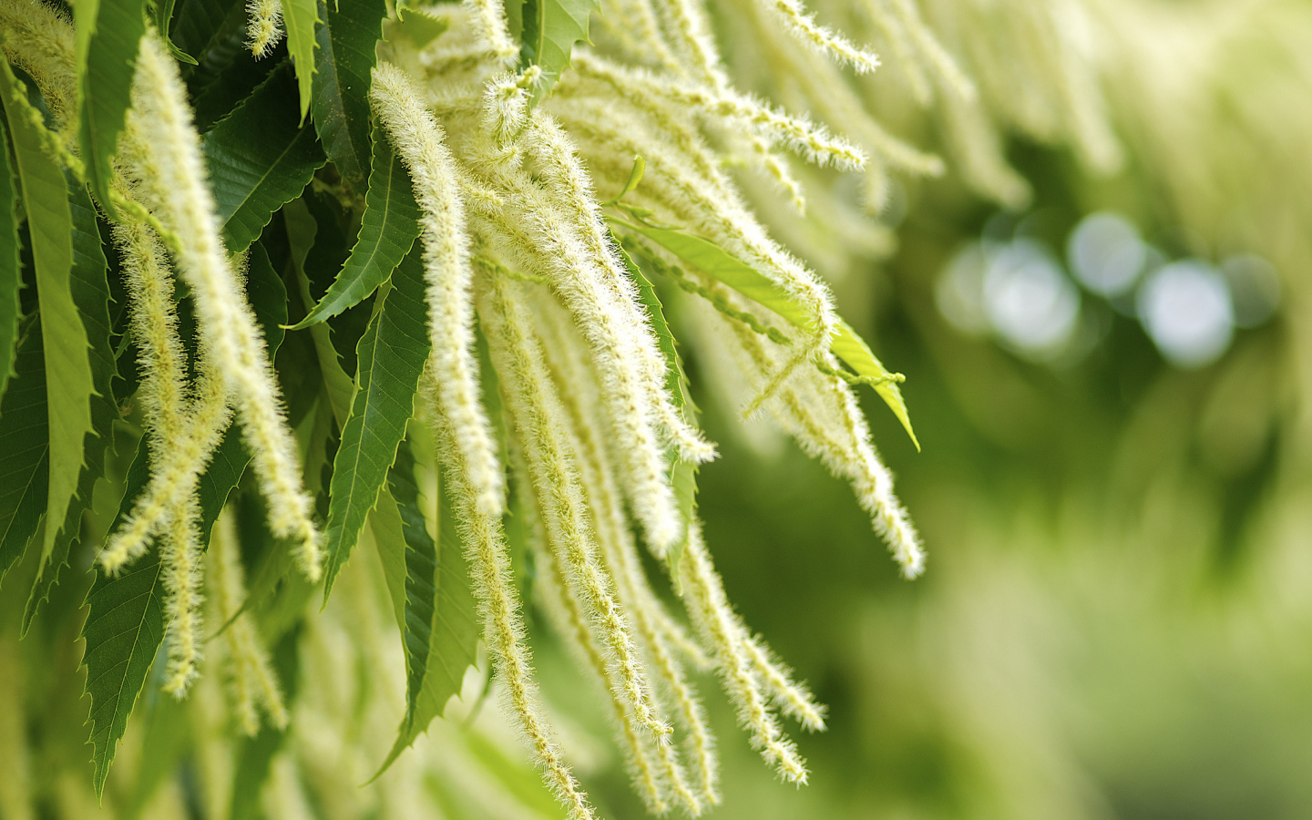 Листья и цветы дерева