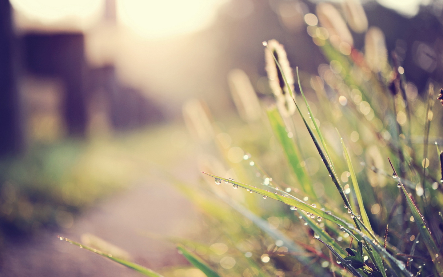 Капли воды на траве