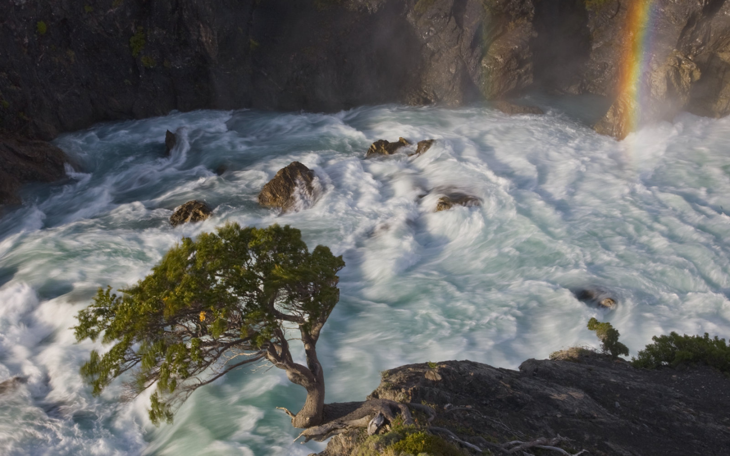 Дерево в горной реке