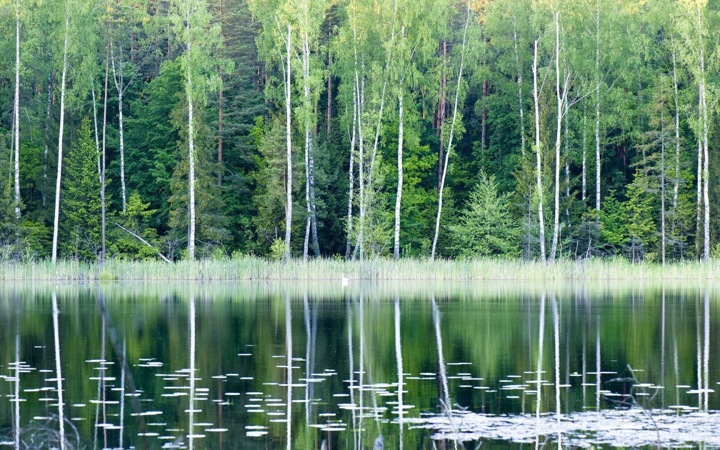 Лесное озеро в Польше