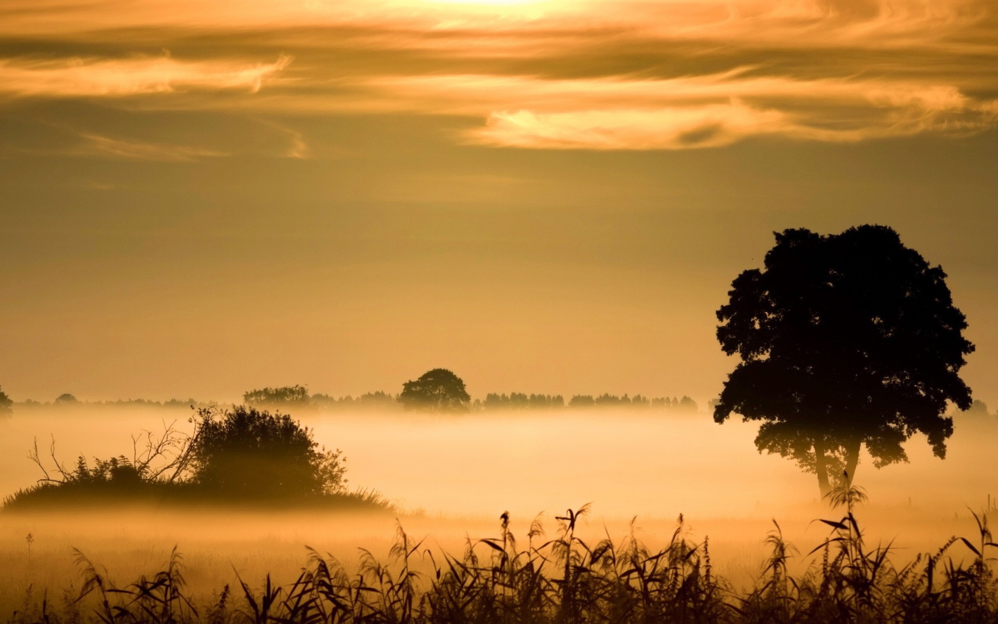 	   Morning fog above the swamp