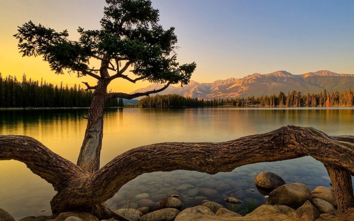 Старое дерево на берегу озера