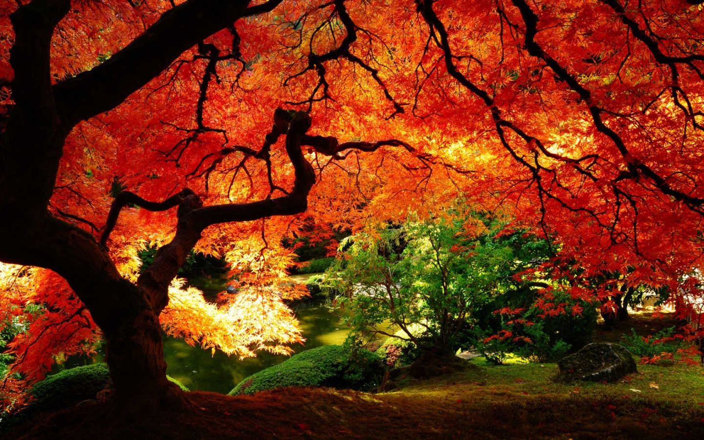 Красное дерево в лесу осенью