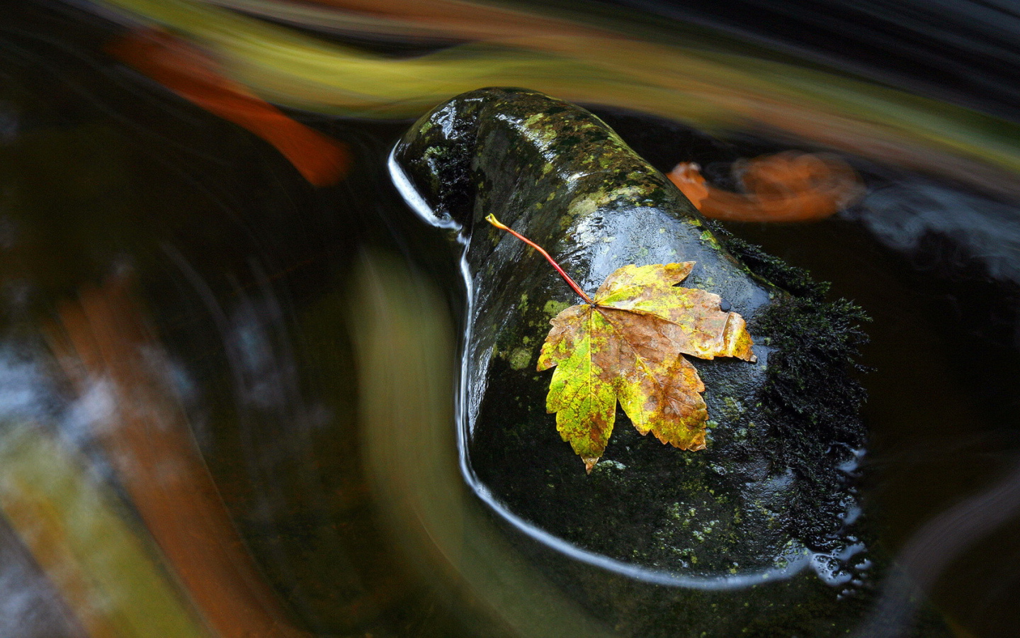 Осенний лист на мокром камне