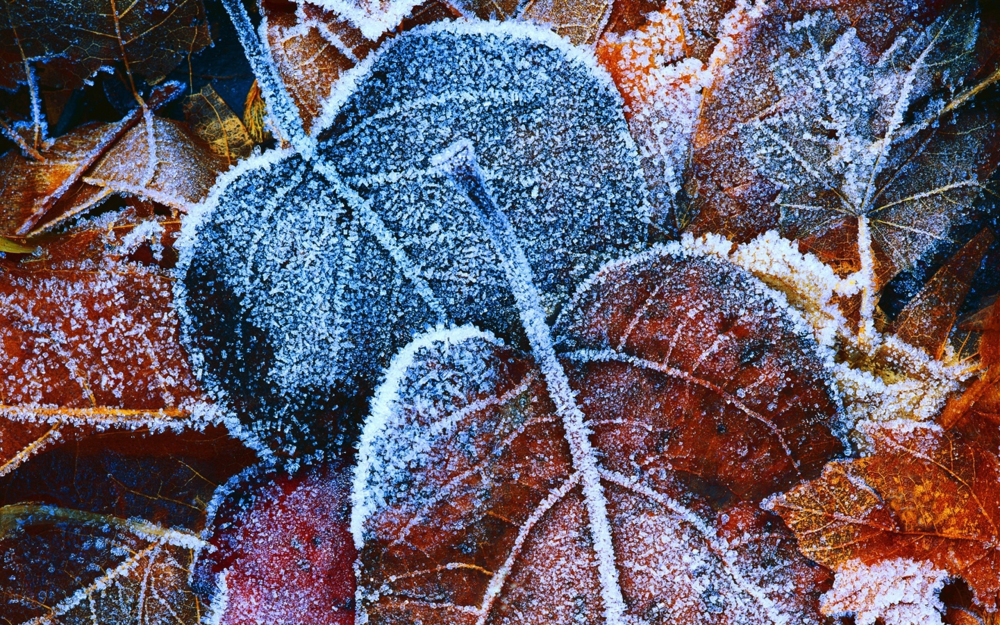 	   Autumn leaves in frost