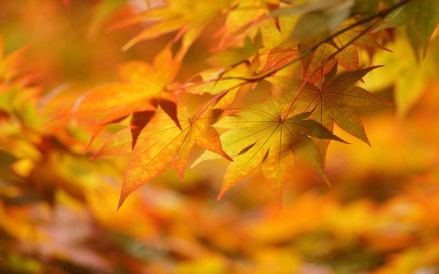 	   Branch with autumn leaves