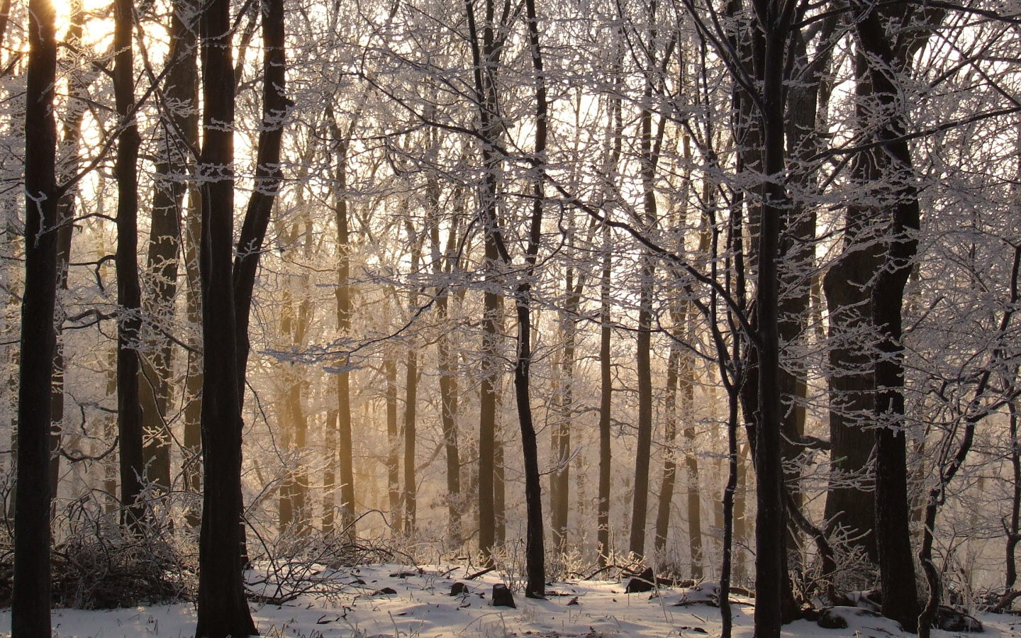 Талый снег в лесу