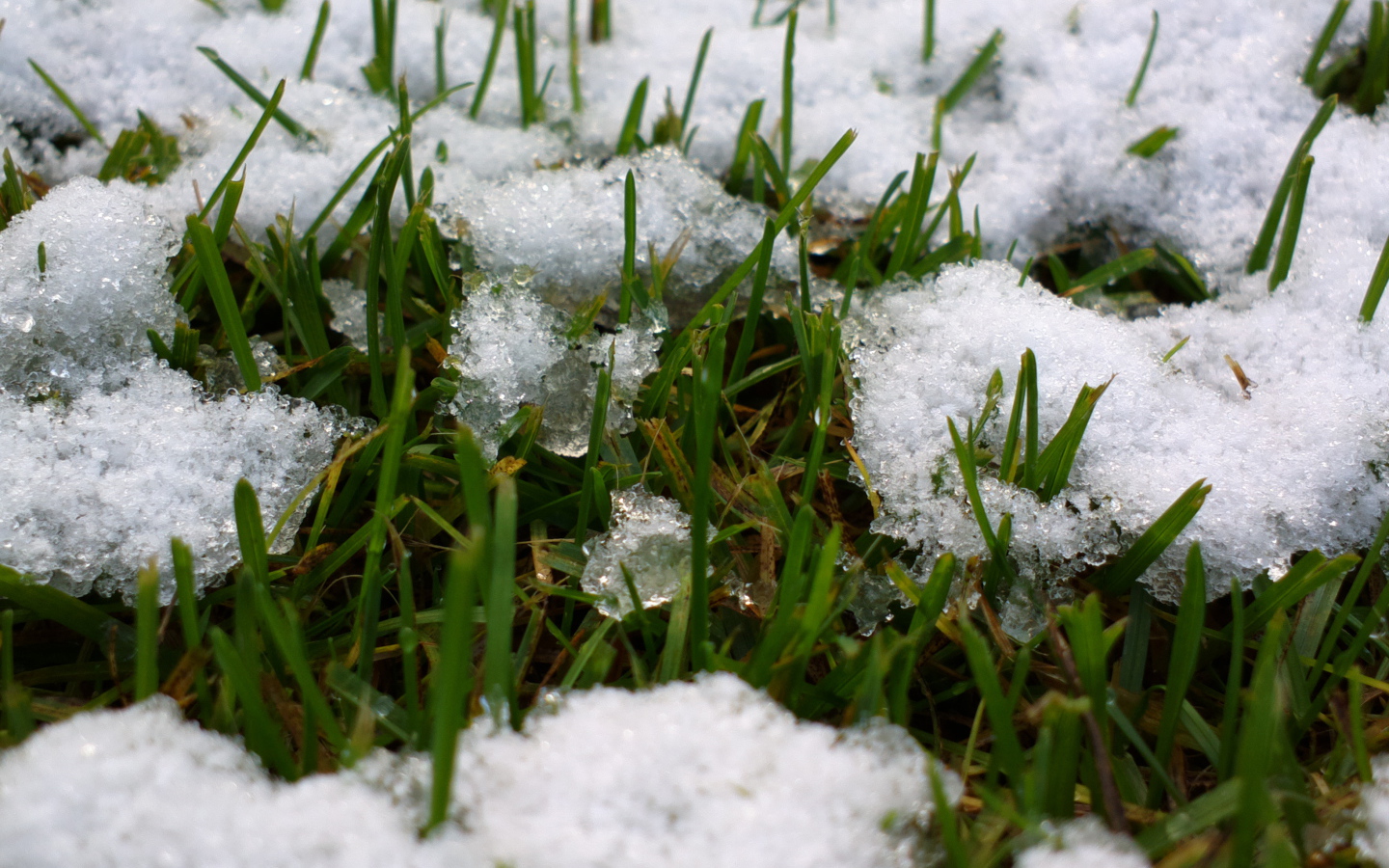 Весенняя травка из под снега