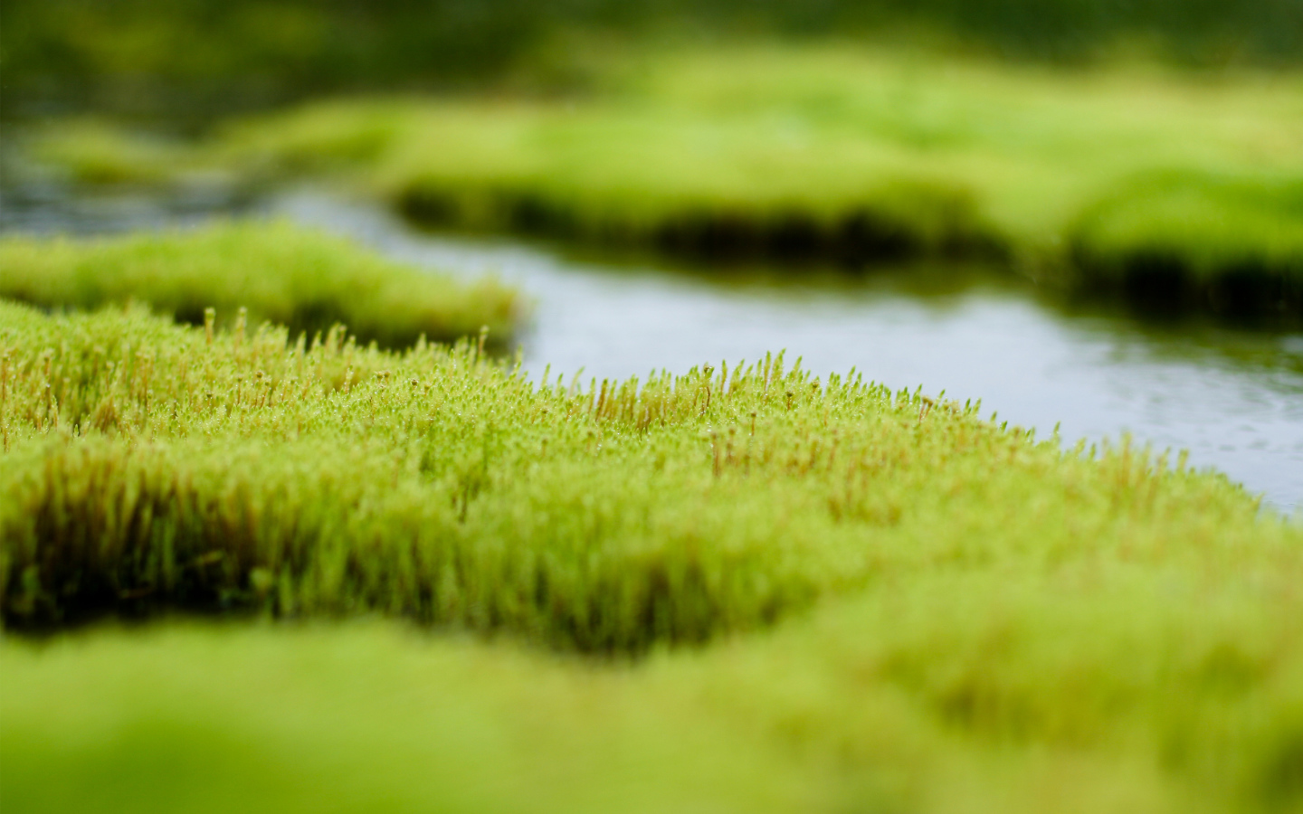Весенняя река с зеленой травой