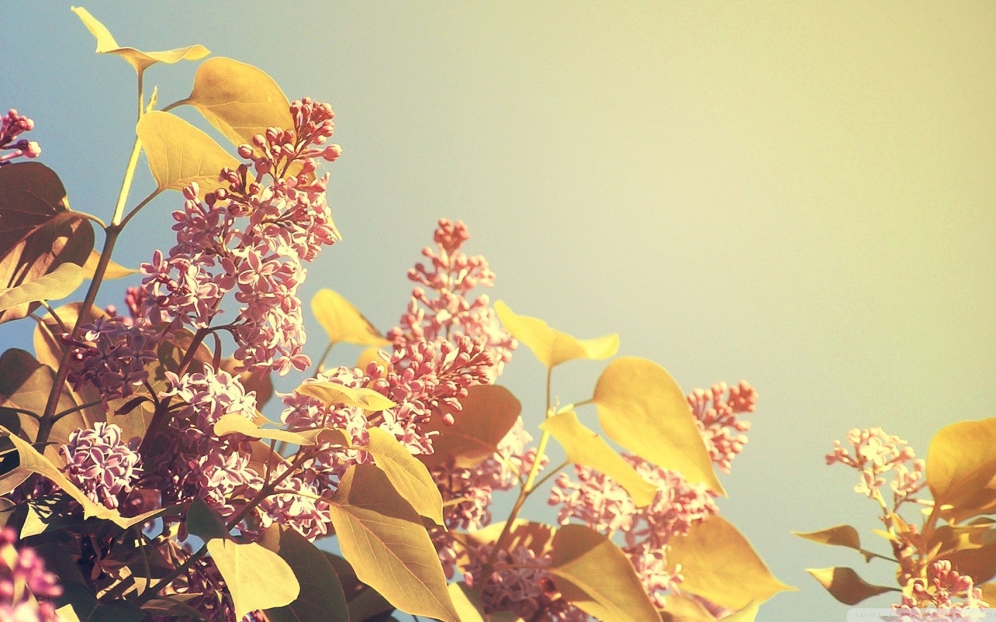 Летние цветы