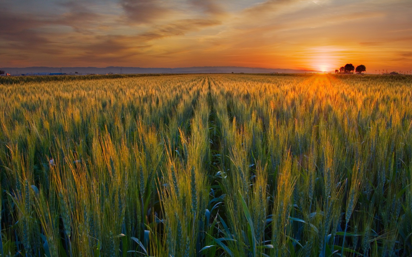 Закат над полем в Калифорнии