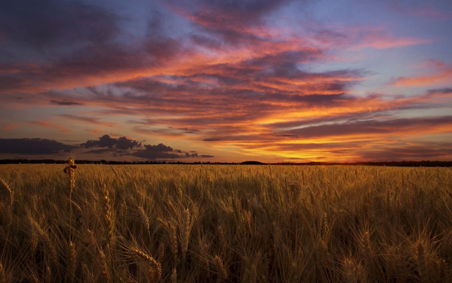 Закат над полем пшеницы