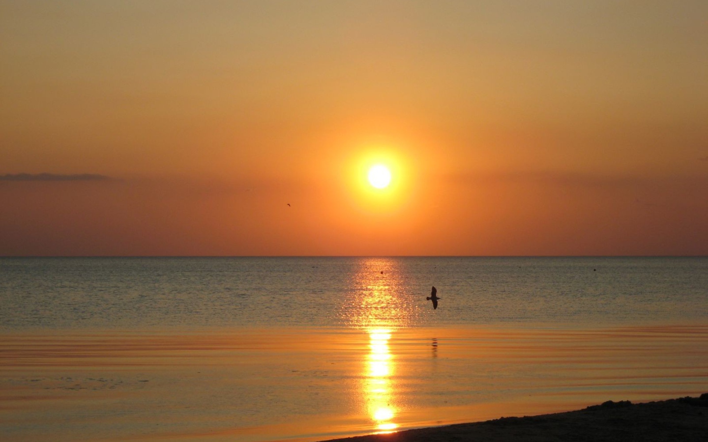 Птица над морем на закате