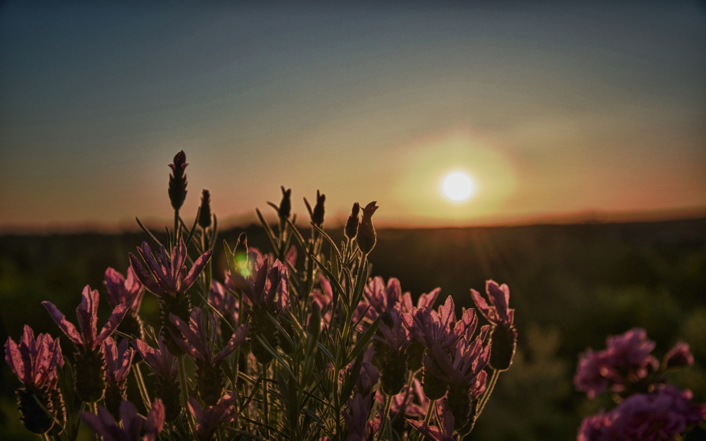 Цветы провожают солнце