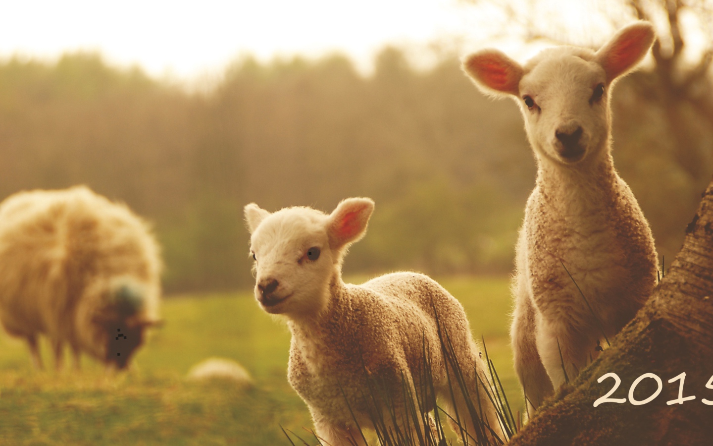 Новый Год 2015 овечки
