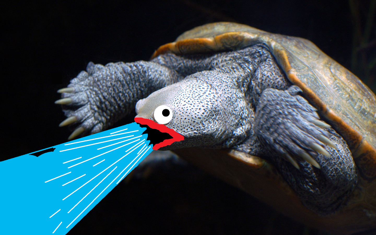 Черепаха изрыгает воду