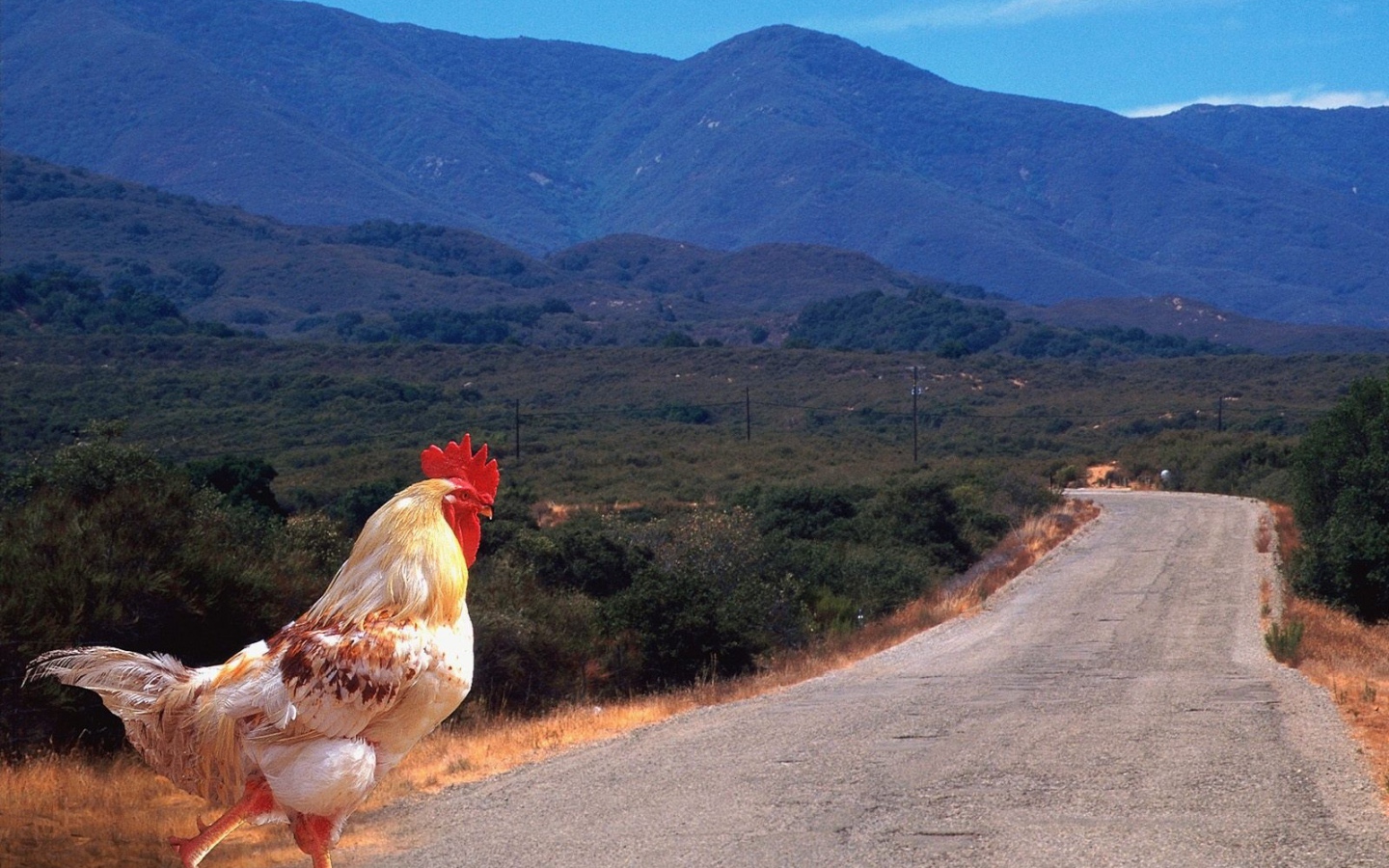 Петух переходит дорогу