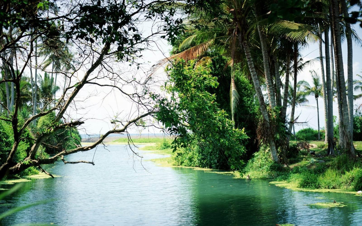 Лес на Бали