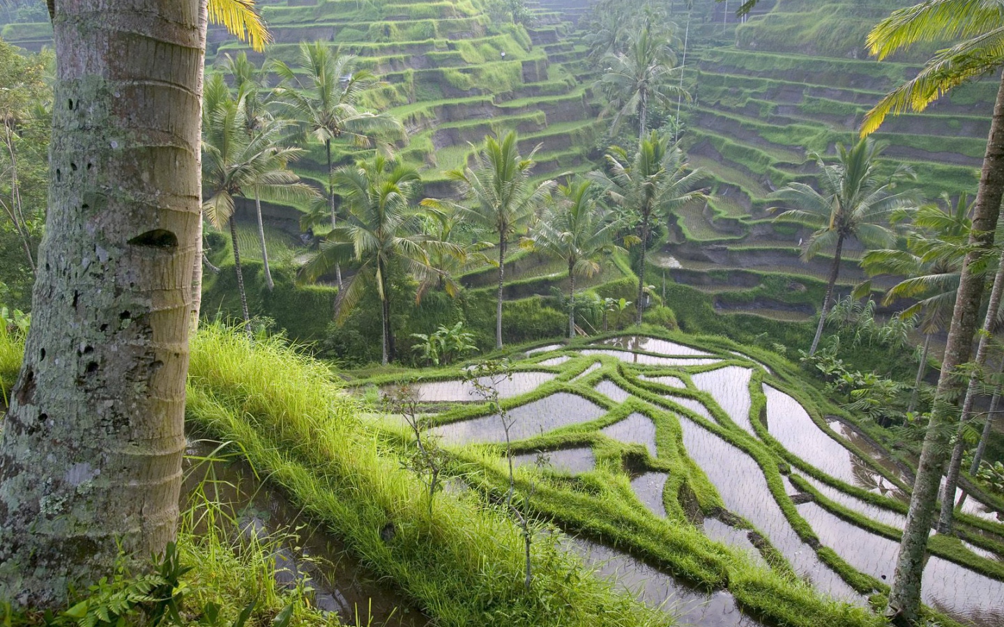 Рисовые террасы на Бали