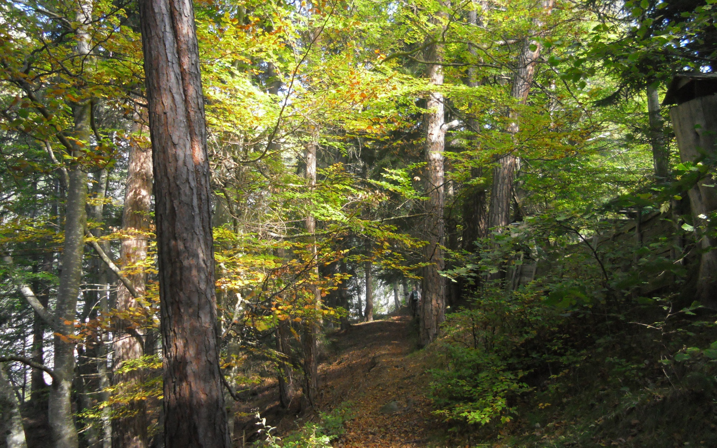 Лес на курорте Тельфс-Бюхен, Австрия
