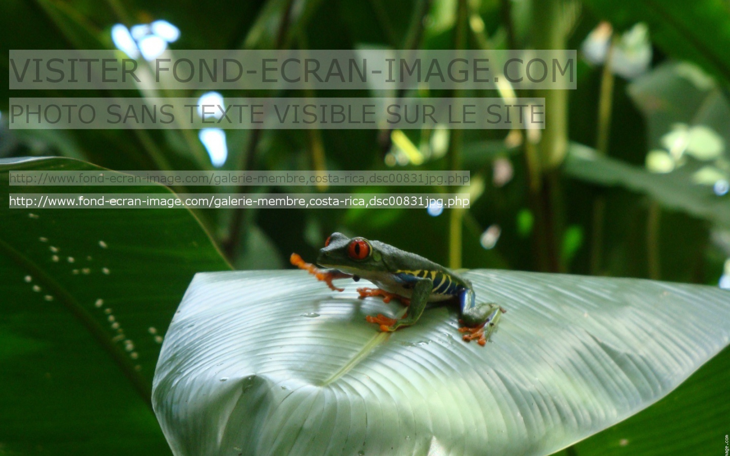 Геолинк Коста-Рика