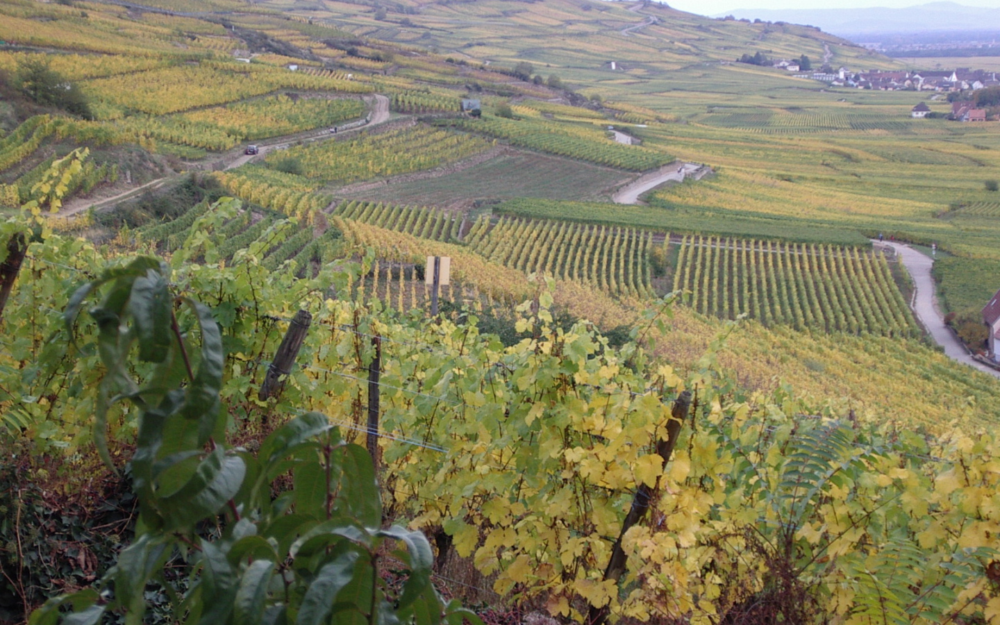 Бескрайние виноградники в Эльзасе, Франция