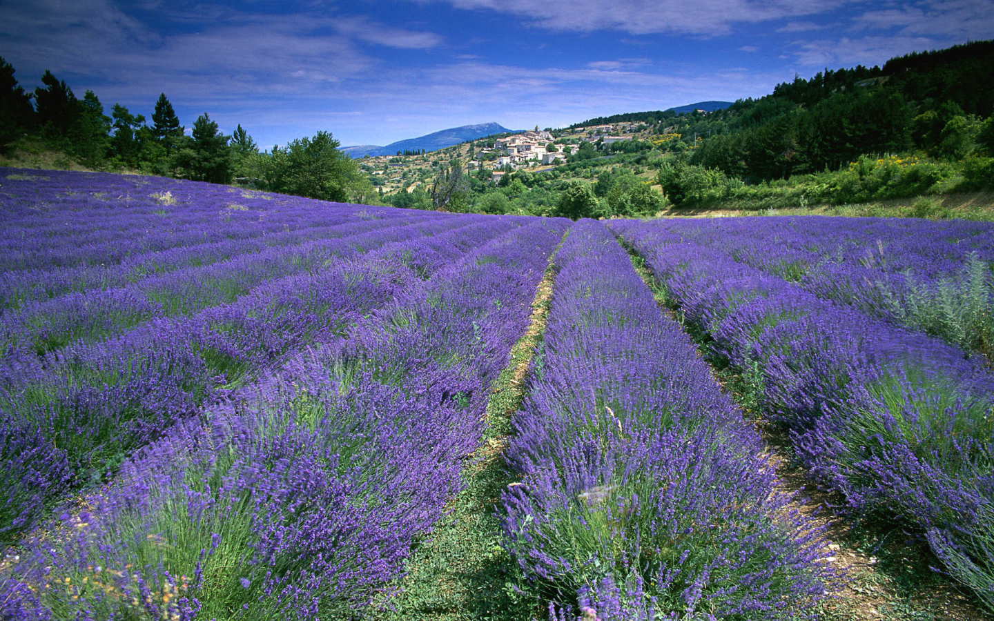 Lavender on the background of the city in Provence, France