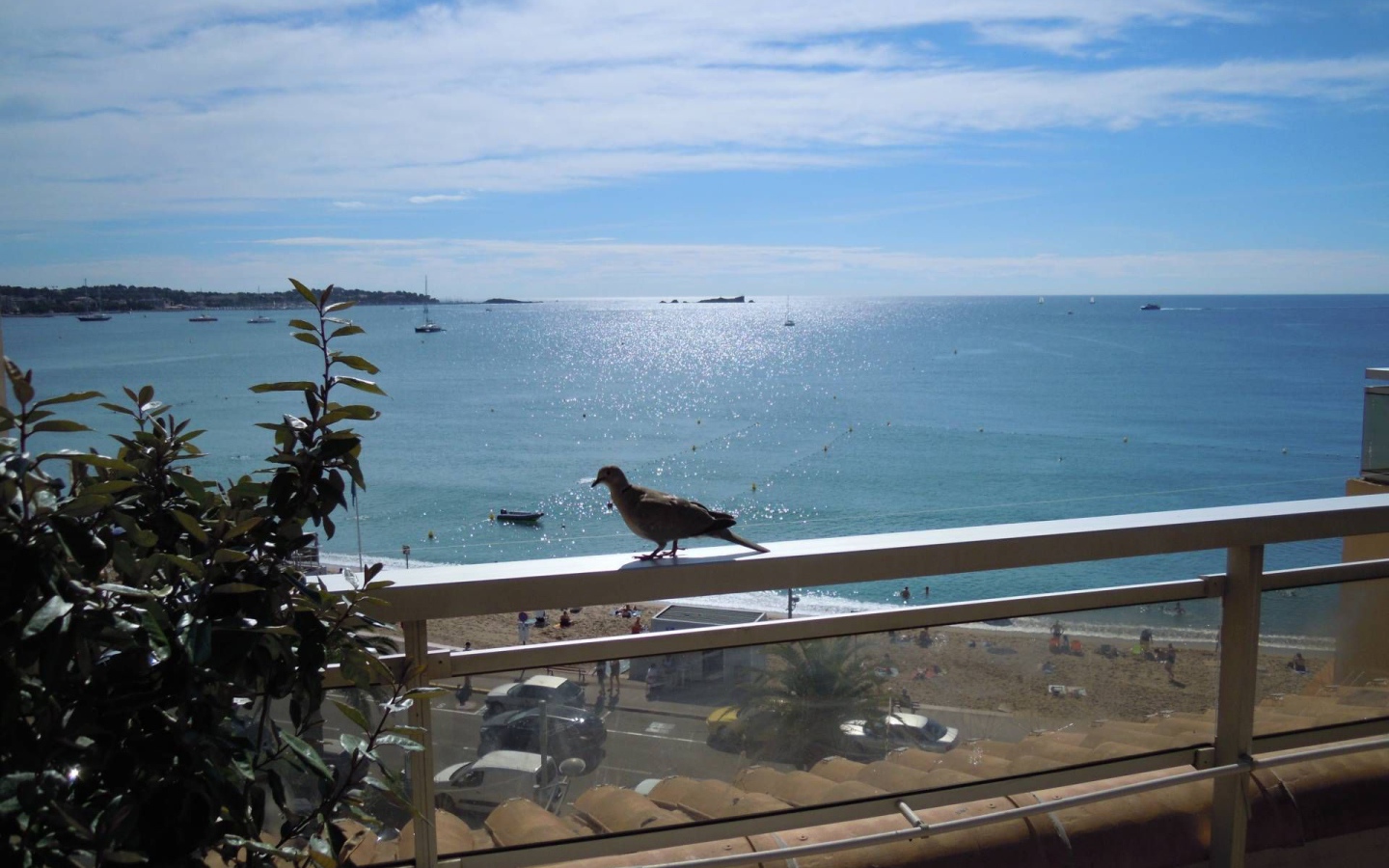 Голубь на балконе на курорте Порт Де Фрежюс, Франция