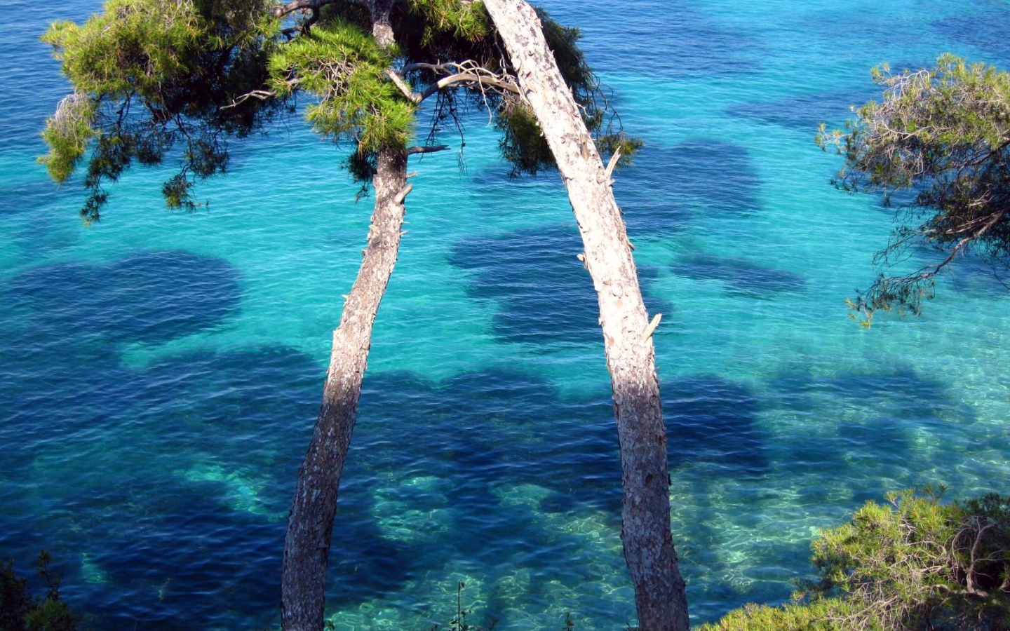 Дерево у воды на курорте Сен-Жан-Кап-Ферра, Франция