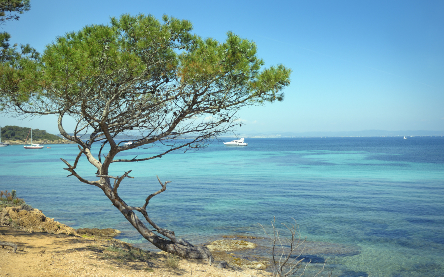 Дерево на пляже на Лазурном берегу, Франция