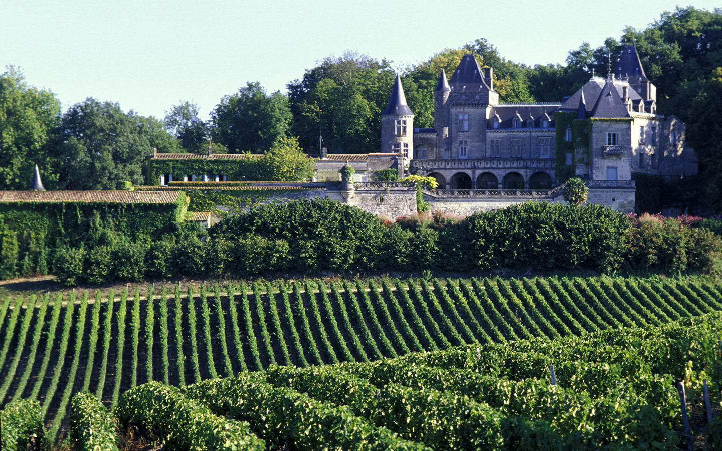 Виноградники в Бордо, Франция