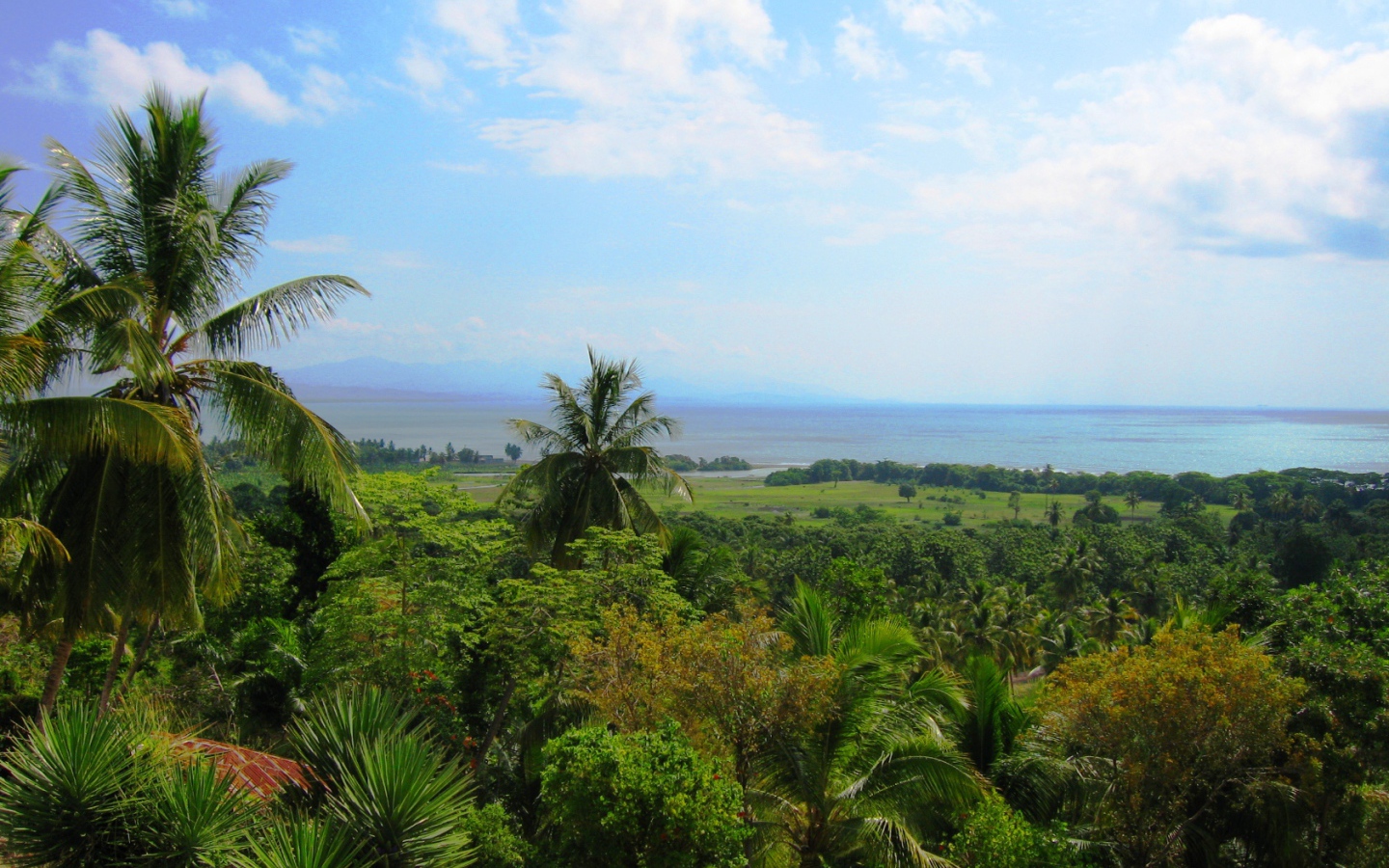 Тропический лес в Гаити