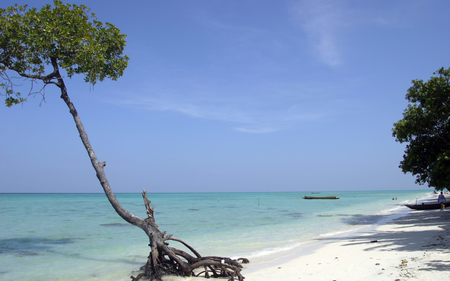 Красивое дерево на Андаманских островах