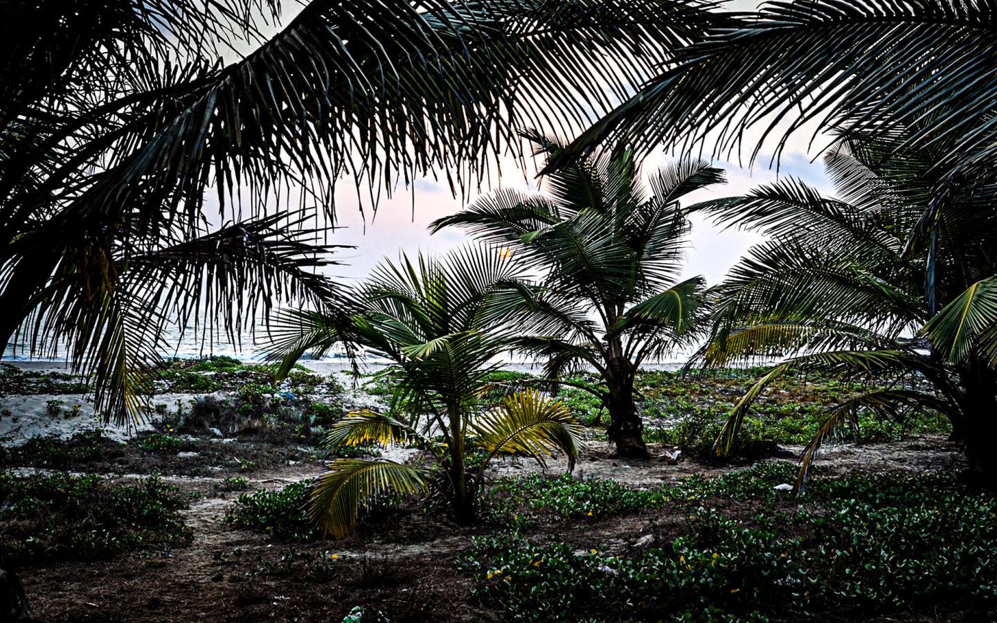 Растительность в Гоа