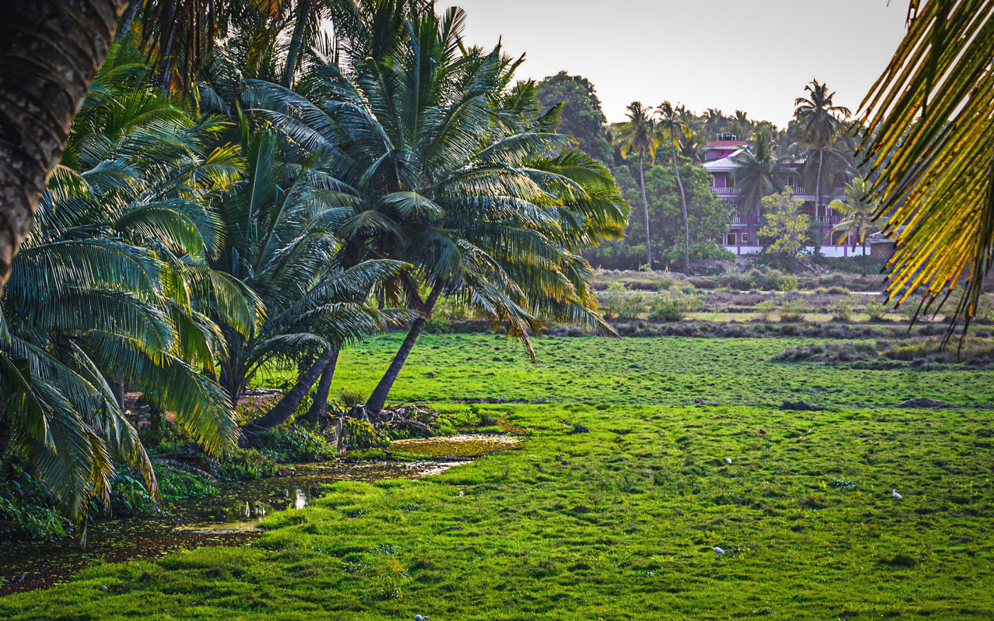 Чудесная природа в Гоа