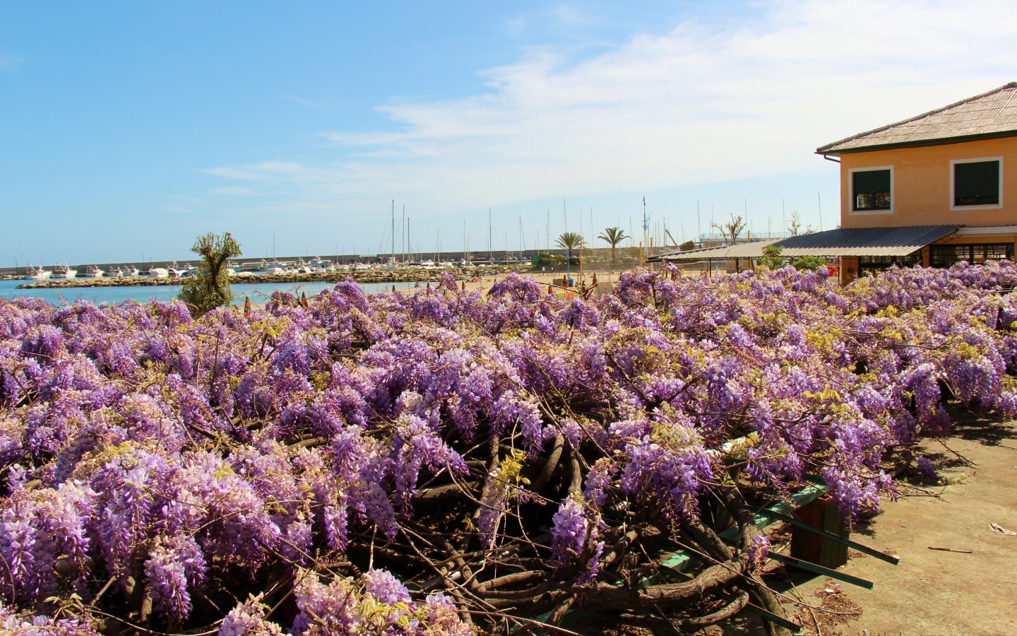 Цветы на пляже в Сан Ремо, Италия