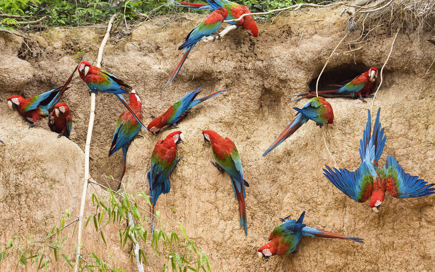 Птицы в Перу