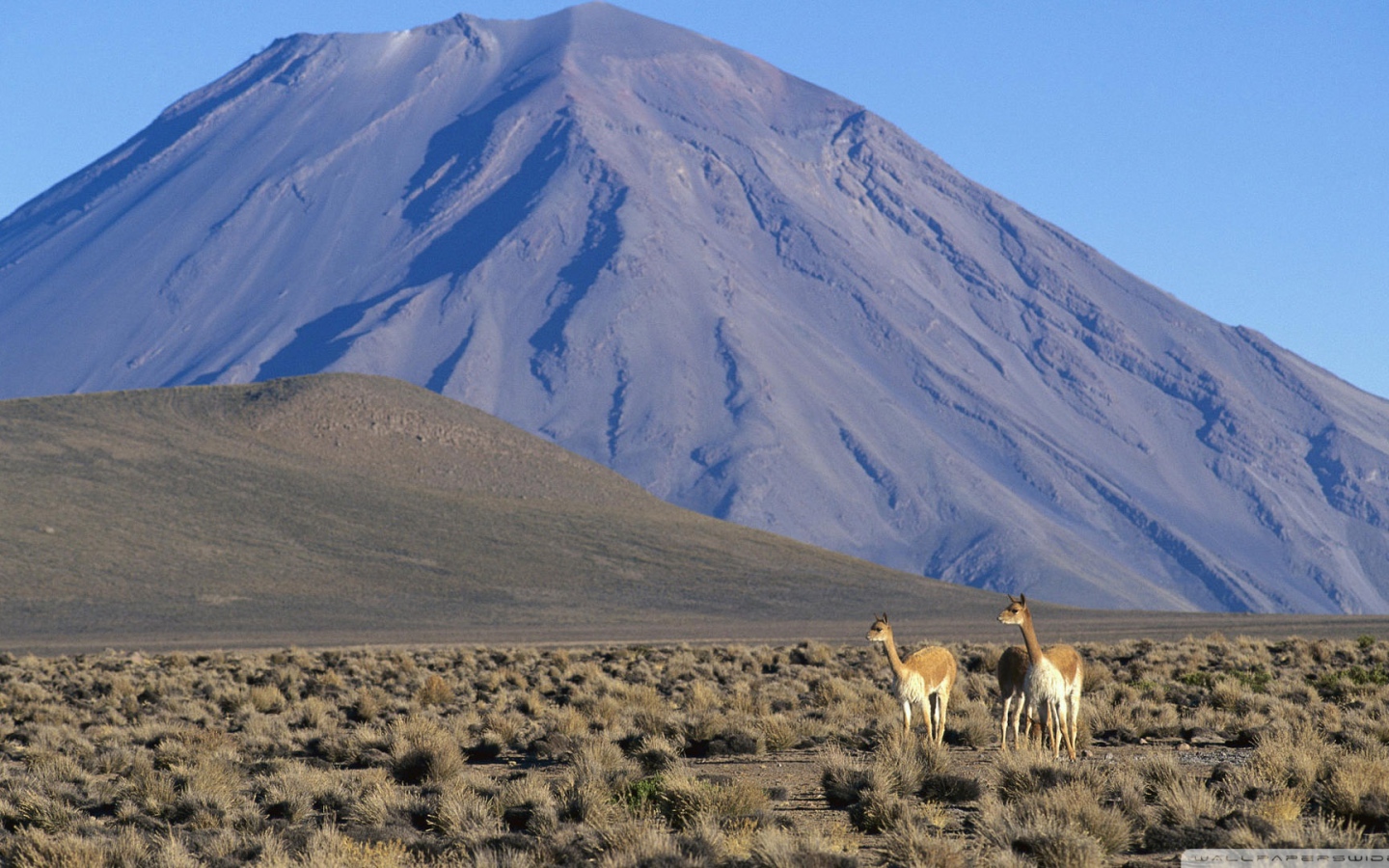 Ламы в Перу