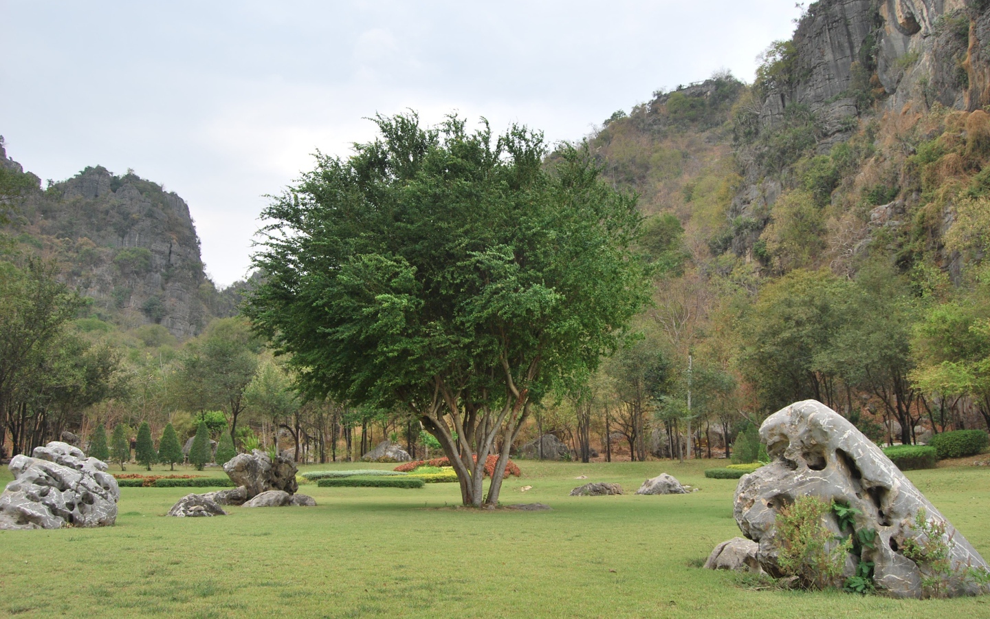 Дерево в парке на курорте Ча Ам, Таиланд