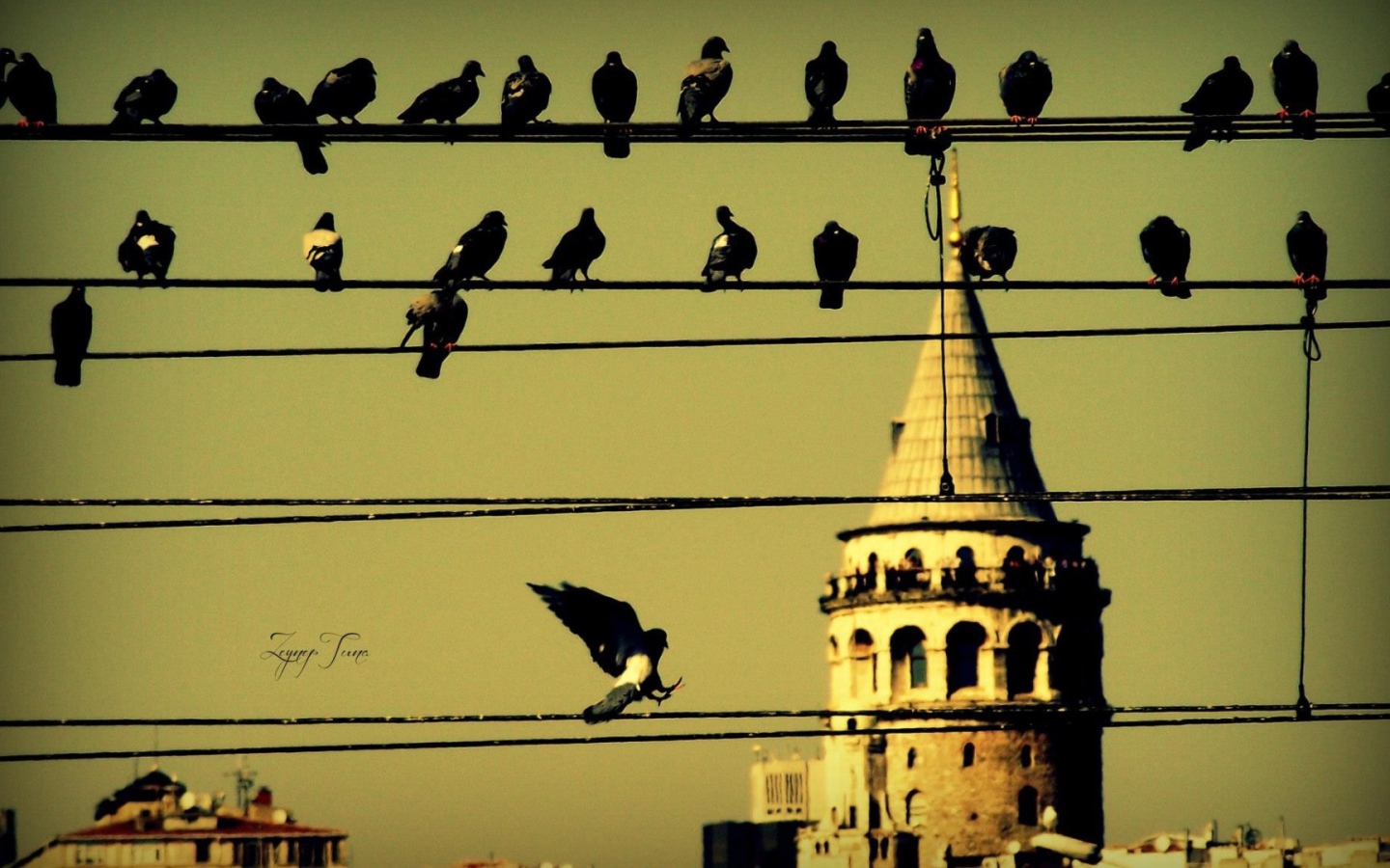 Голуби на проводах в Стамбуле