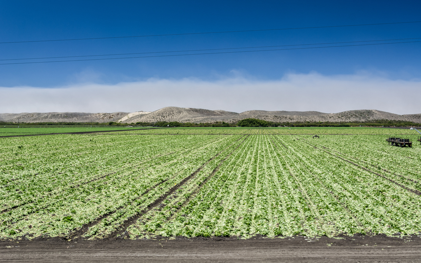 Между Монтерей и Санта-Крус, штат Калифорния, США