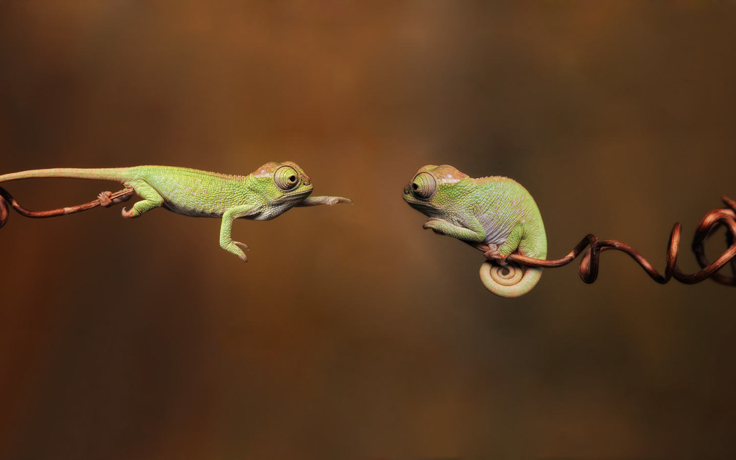 Фотография две ящерицы