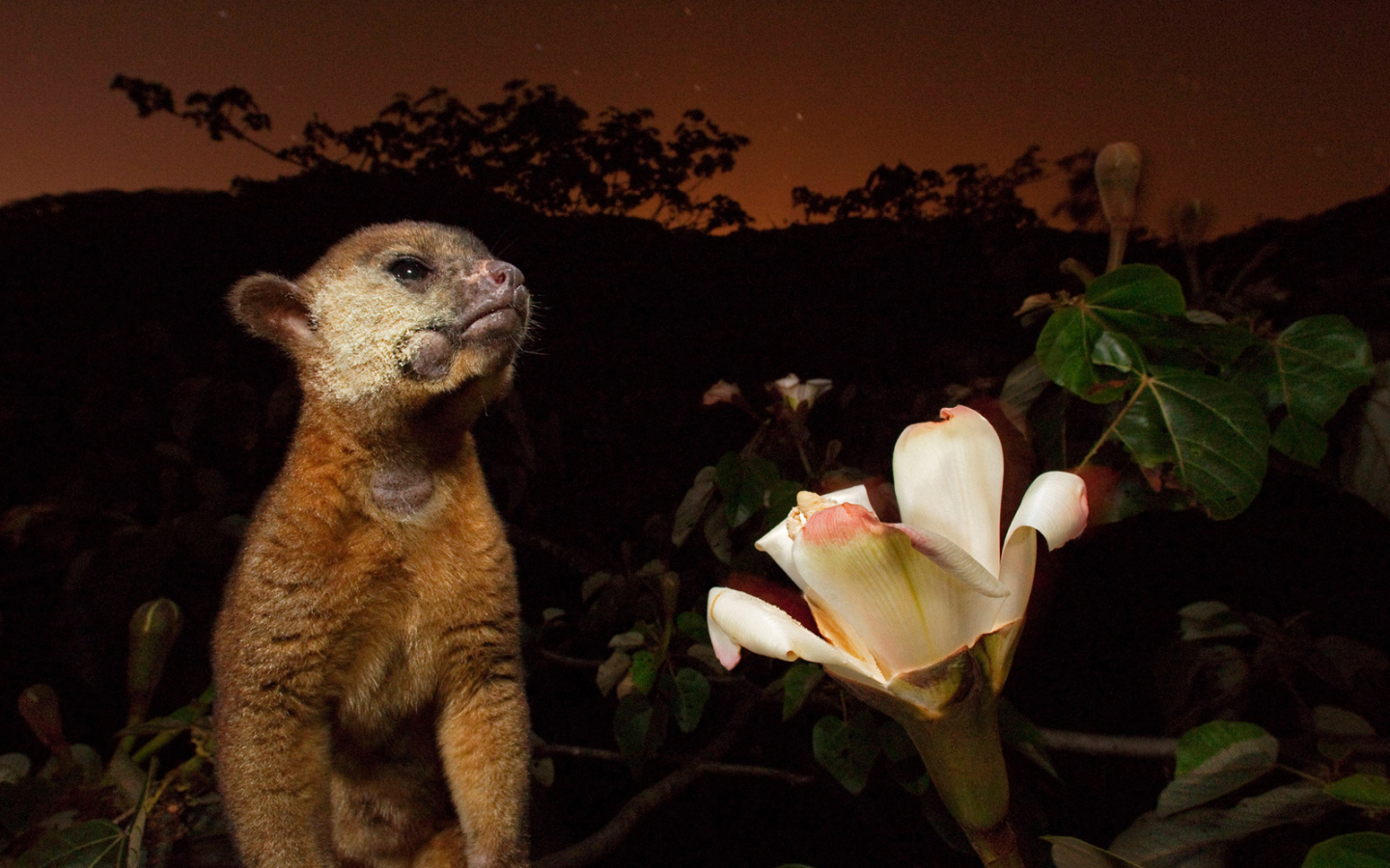 Великолепное Панама