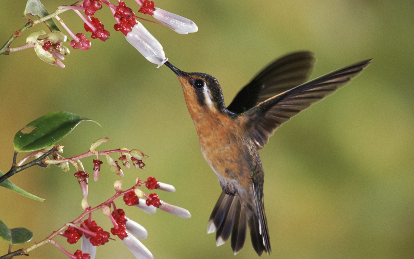 Восхитительное Коста-Рика