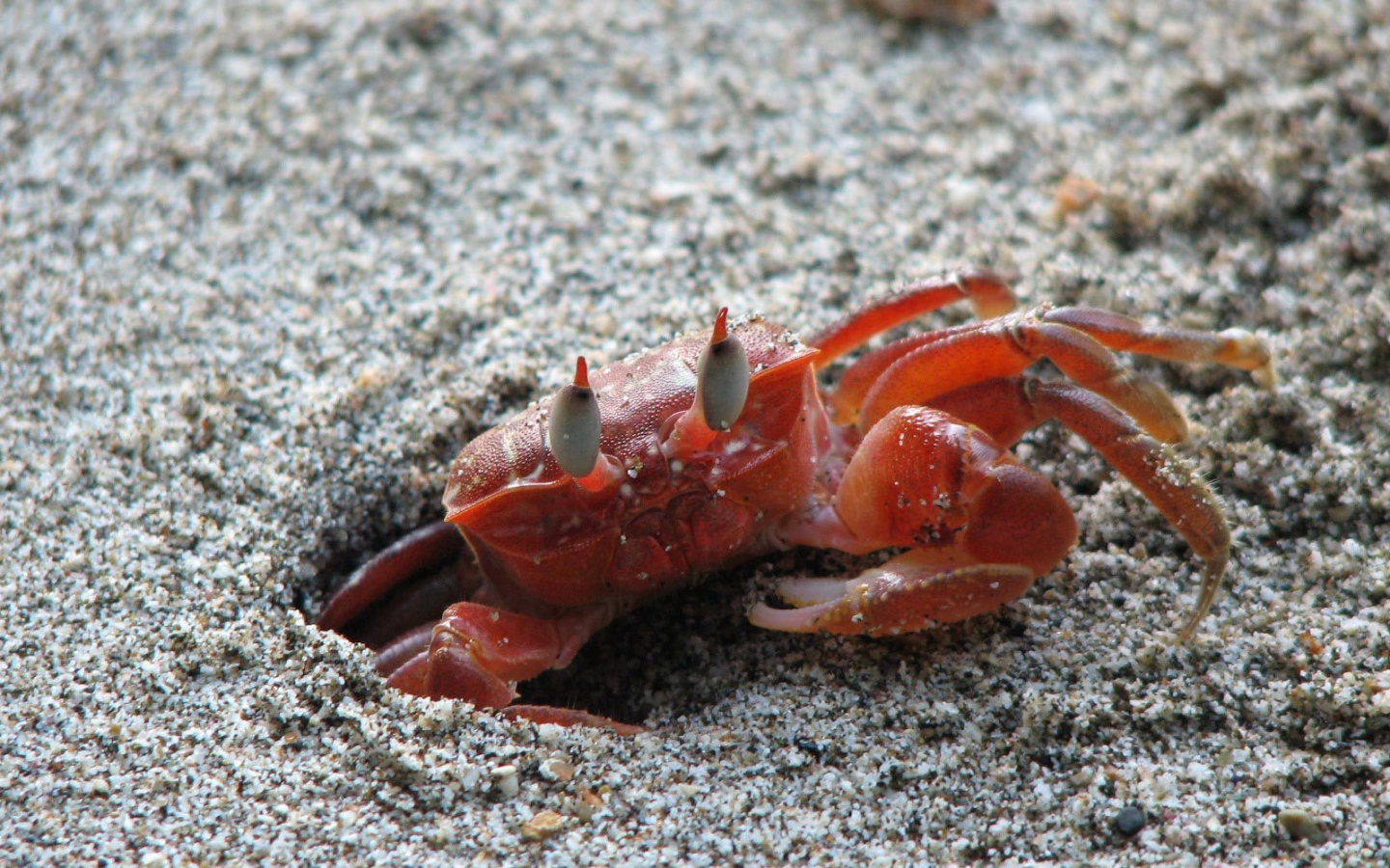 Изысканная страна Коста-Рика