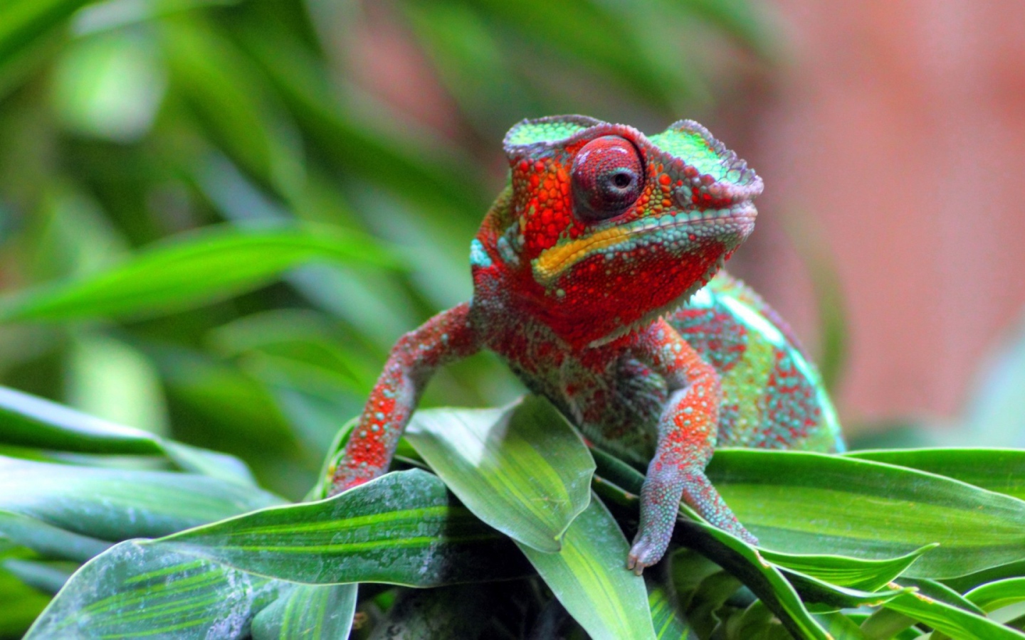 Хамелеон на куче травы