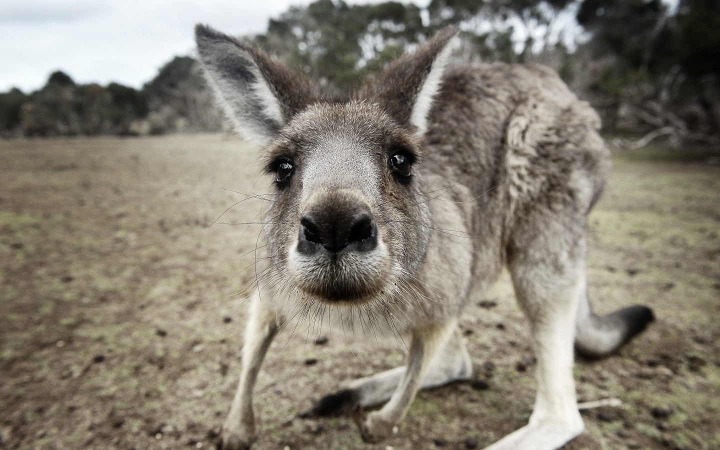 Curious little kangaroo