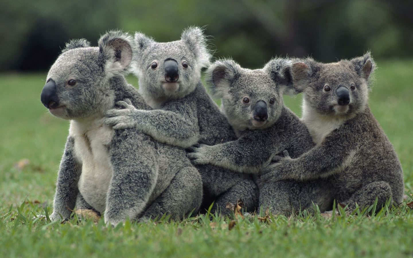 Четыре коалы сидят на траве