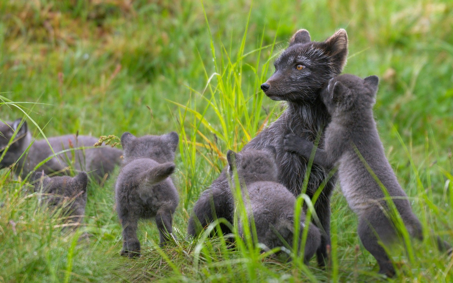 Забавные зверьки играют в траве
